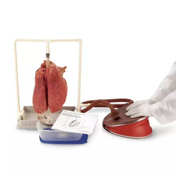 Nasco Company Inflatable Lungs Comparison Kit Model BioQuest Ea