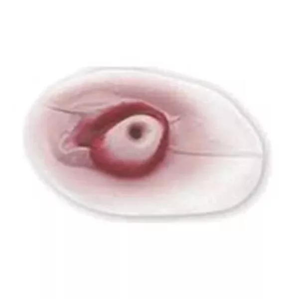 Simulaids Eyeball Replacement Adult Ea